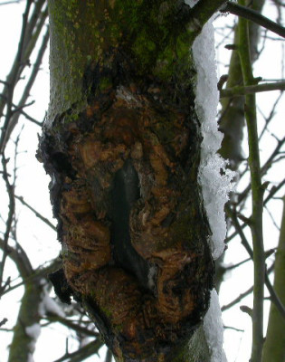 Obstbaumkrebs_5.jpg