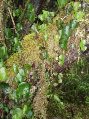 trichomanesreniforme.jpg