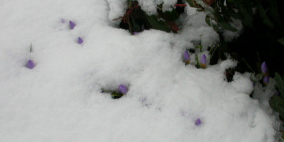 Crocus_sieberi_Firefly.jpg