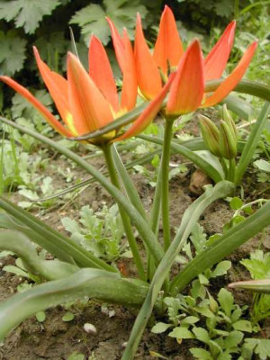 unbekannte_Wildtulpe.jpg
