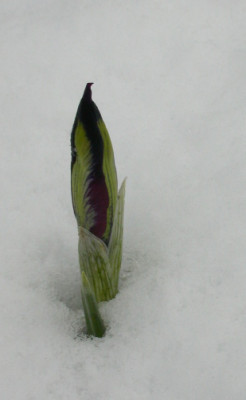 Iris_histrioides.jpg