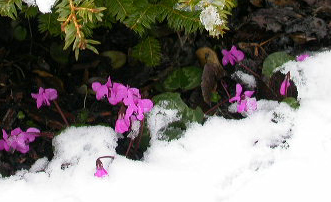 Cyclamen_coum_1.jpg