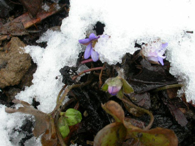 Hepatica_1.jpg
