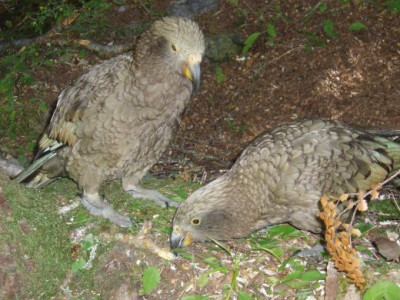 kea.jpg