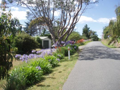 agapanthus.jpg