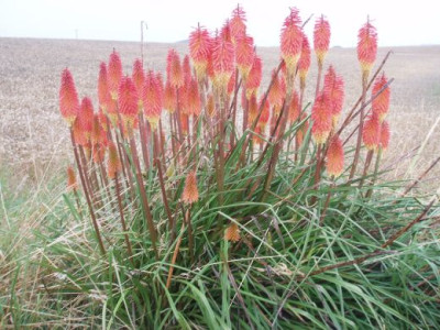 kniphofia.jpg