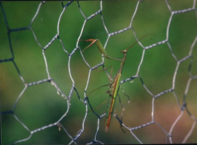 Mantis1.jpg