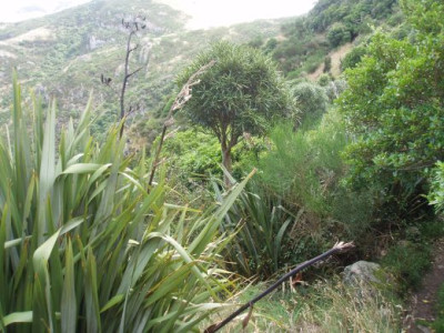 bergvegetation.jpg