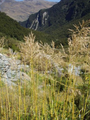 chionochloa.jpg