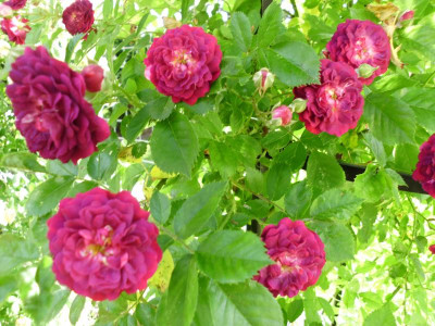 garten 3 021.JPG