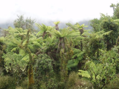 cyatheacole.jpg