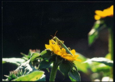 Mantis2.jpg
