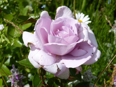 2015-06-28 Rosen 'Synactif'.jpg