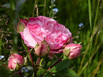 2015-06-28 Rosen 'Mariatheresia' 1.jpg