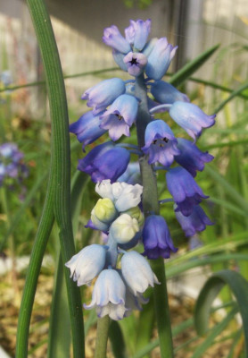 Muscari_chalusicum_Vergleich_1.jpg