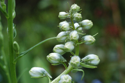 rittersporn_knospen_4730.jpg