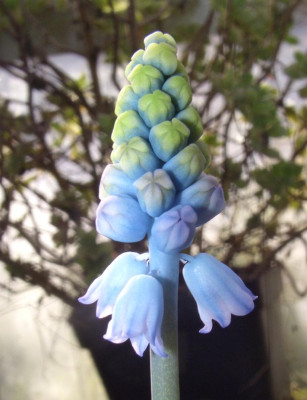 Muscari_chalusicum_Vergleich_2.jpg