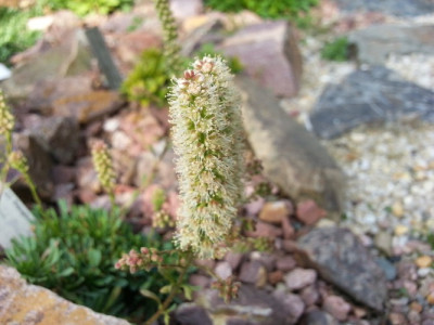 Petrophytum caespitosum Blüte 3.jpg