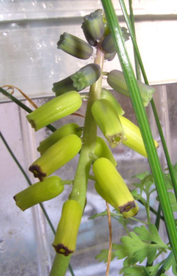 Muscari_macrocarpum_06.jpg