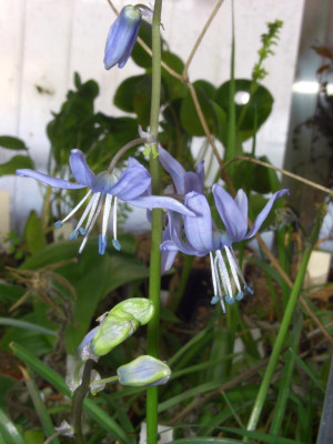 Scilla_greilhuberi.jpg