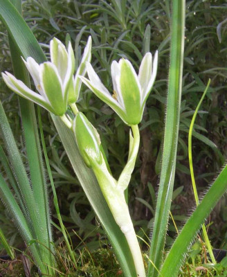 Ornithogalum_fimbriatum_06.jpg