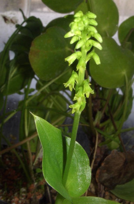 Gennaria_diphylla_06.jpg