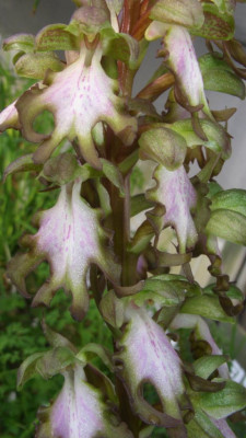 Barlia_robertiana_Blutenstand.jpg