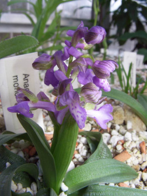 Anacamptis_morio_06.jpg