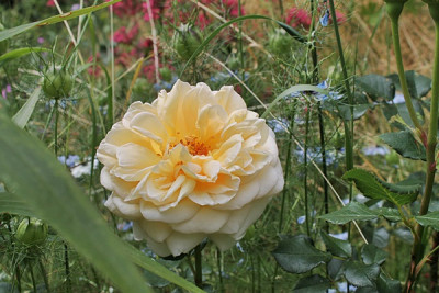 rose felidae151.JPG
