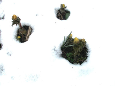 Adonis_31.01.04.jpg