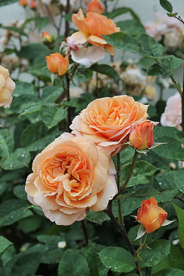 rose charles austin15.JPG