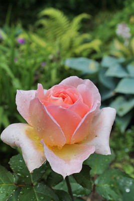 rose the yeoman151.JPG