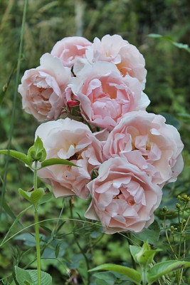 rose lucetta15.JPG