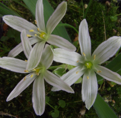Ornithogalum_fimbriatum_Bluten.jpg