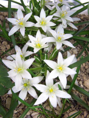Ornithogalum_sintenisii_zum_Vergleich.jpg