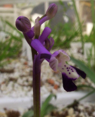 Anacamptis_longicornu.jpg