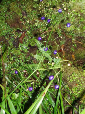 blauebeeren.jpg