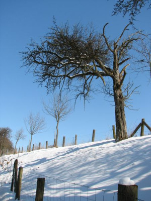 baumbizarr.jpg