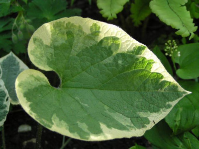 Brunnera_macrophylla_Hadspen_Cream_Blatt_.jpg