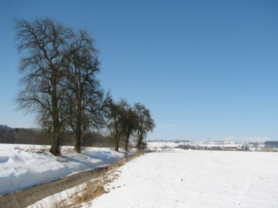 baumreihe.jpg
