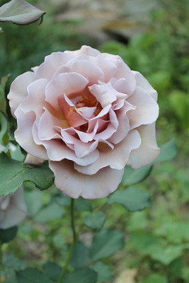 rose Koko Loco.JPG