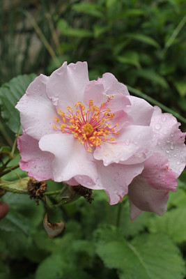 rose odyssey15.JPG