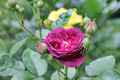 Rose Ebb Tide15.JPG
