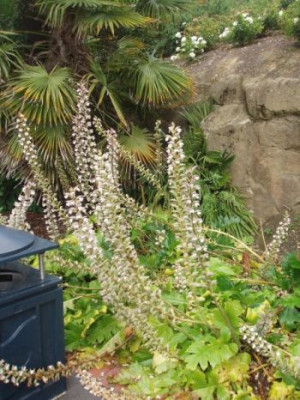 acanthusmollis.jpg