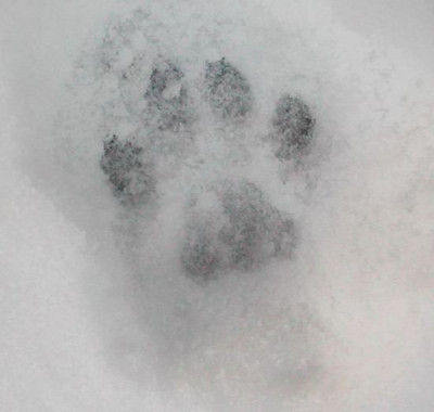pfoteschnee.jpg