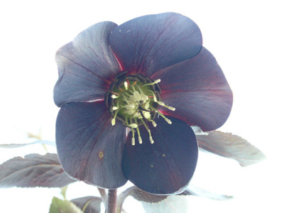 Helleborus-leijgris-k.jpg