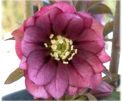 Helleborus-rot-halbgefuellt-020306-k.jpg