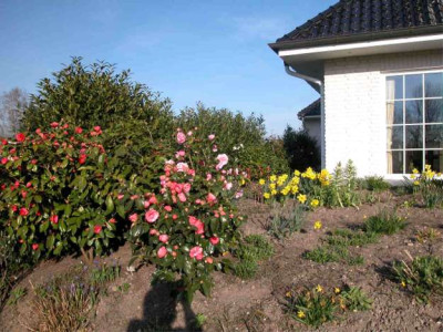 Kamelien.vor.Frosteinwirkung.2003.jpg