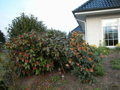 Kamelien.nach.Frosteinwirkung.2003.jpg
