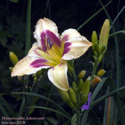 Islesworth_10011.jpg